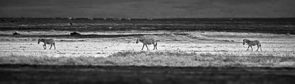 Foto Preto Branco Grupo Zebras Savana — Fotografia de Stock