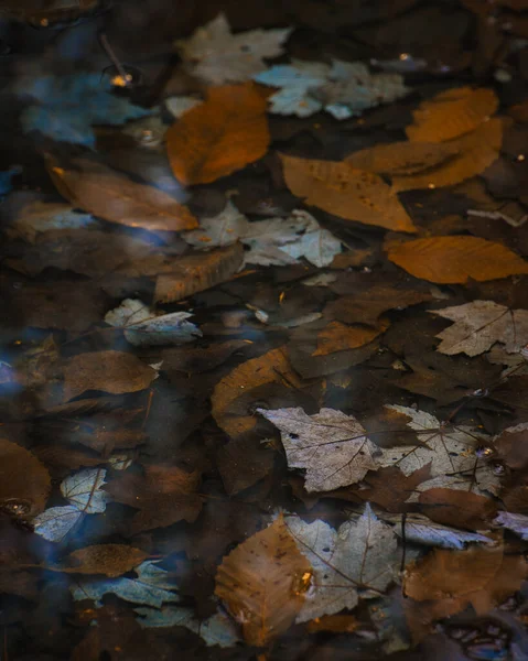 Herfst Bladeren Het Bos Achtergrond — Stockfoto