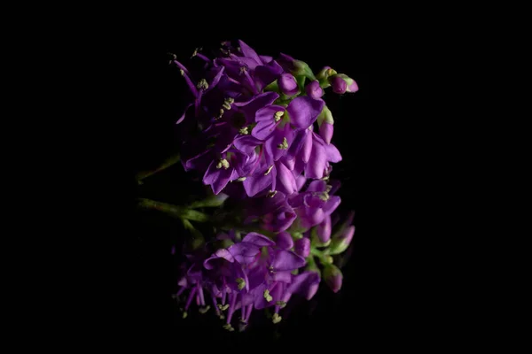 Siyah Arkaplanda Güzel Mor Bir Çiçek — Stok fotoğraf