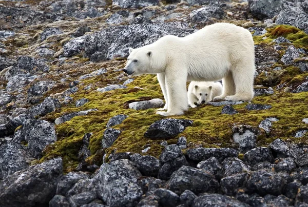 바다에 북극곰 — 스톡 사진