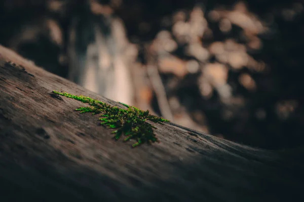 Zelené Listy Dřevěném Pozadí — Stock fotografie