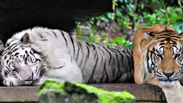 Beautiful Young Bengal Tiger Zoo — Stock Photo, Image