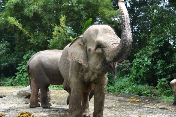 Tiro Close Jovem Elefante Zoológico — Fotografia de Stock