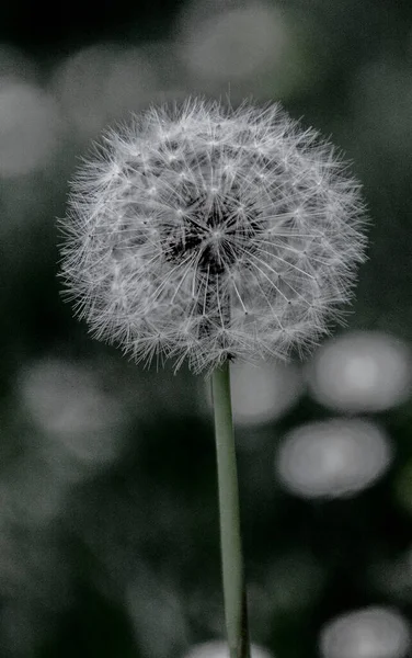 White Dandelion Flower Black Background — Stock Photo, Image