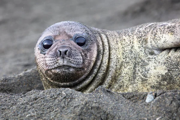 Phoque Avec Otaries Sur Plage — Photo