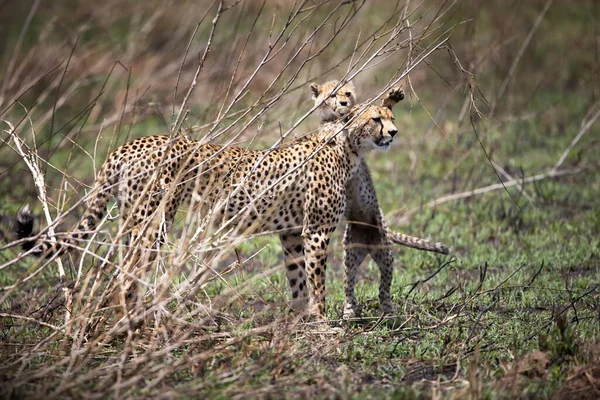 Kenya Bozkırında Çita — Stok fotoğraf
