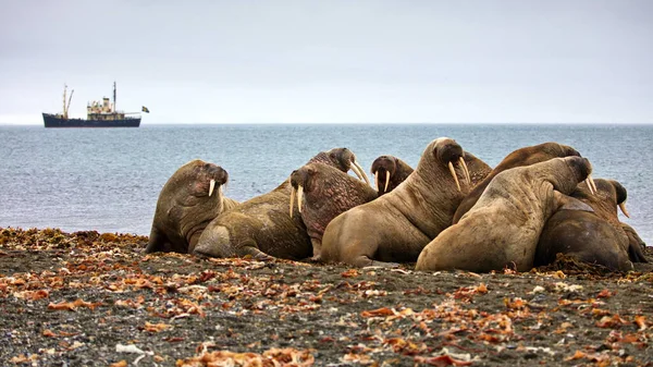 Een Close Shot Van Een Schattige Zeehond Het Strand — Stockfoto