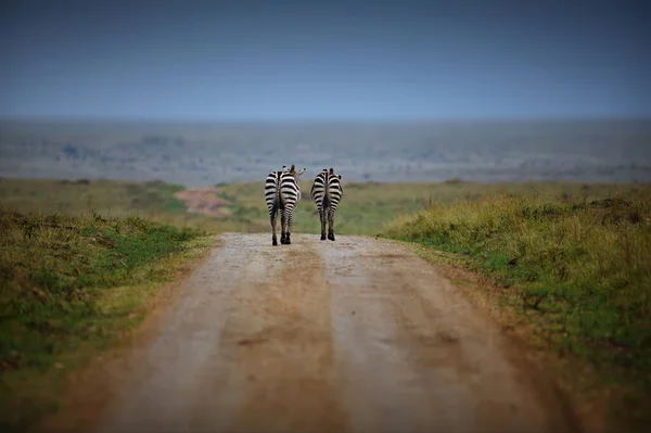 Beau Plan Zèbre Dans Savane — Photo