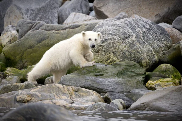 Polar Bear Zoo — Stock Photo, Image