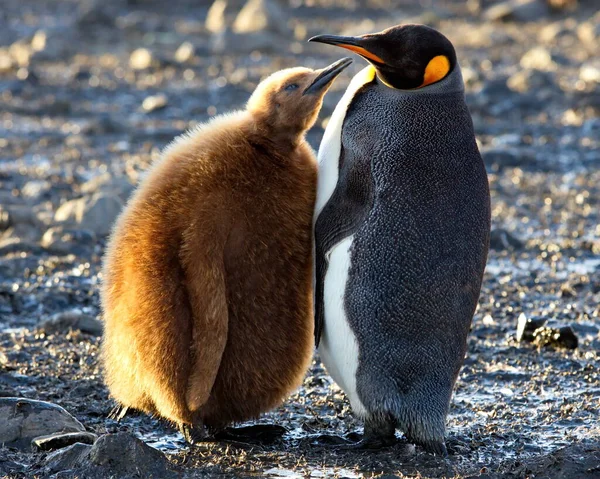 Pingouin Doux Dans Mer — Photo