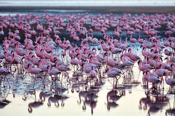 Rosafarbene Flamingos See — Stockfoto
