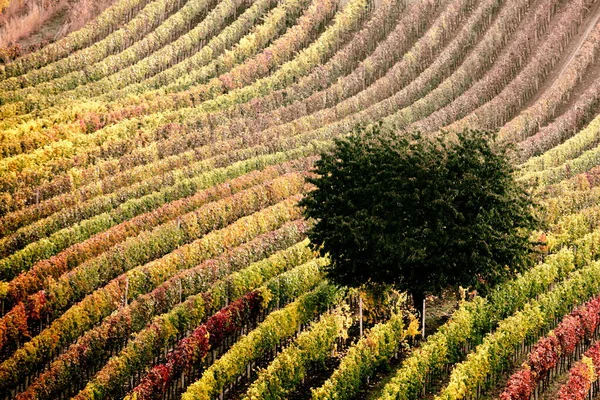 Bela Paisagem Vale Das Vinhas Espanholas Norte Espanha — Fotografia de Stock