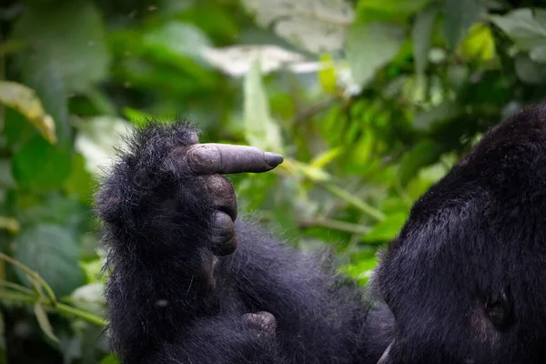 動物園の黒い熊 — ストック写真