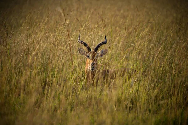 Beau Plan Cerf Dans Herbe — Photo