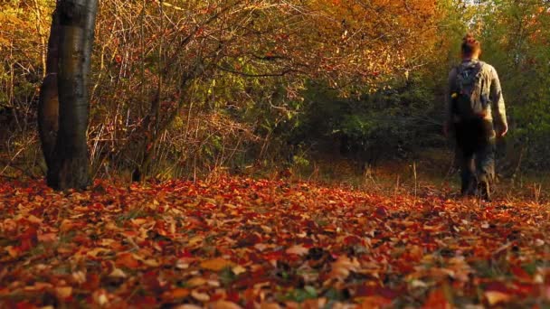 Beau Cliché Arbres Automne Colorés — Video