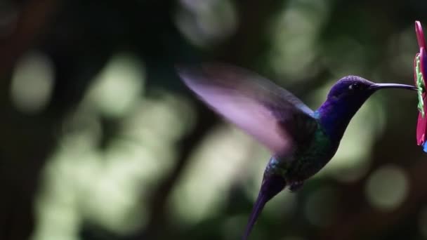 Nahaufnahmen Von Kolibris Beim Fressen Auf Natürlichem Hintergrund — Stockvideo