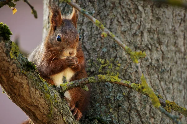 Squirrel Tree — Stock Photo, Image