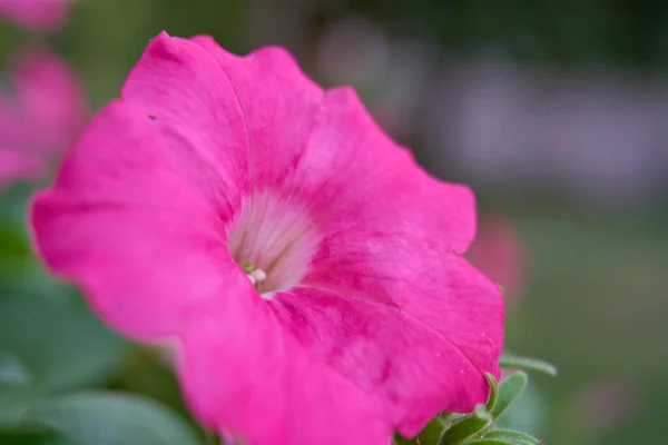 Bellissimo Fiore Rosa Giardino — Foto Stock