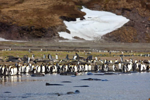 一群企鹅在水里 — 图库照片