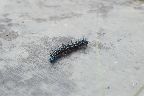 Caterpillar White Background — Stock Photo, Image