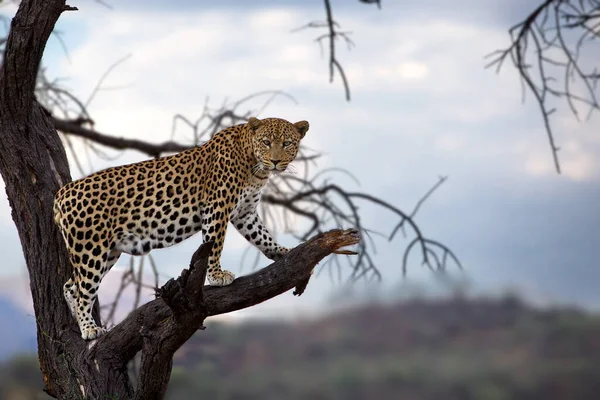 Guépard Dans Savane Kenya — Photo