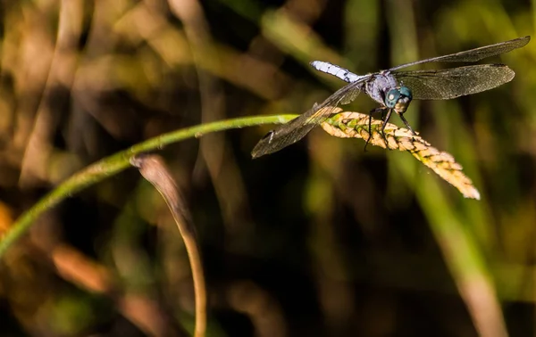 Libellule Sur Une Feuille Verte — Photo