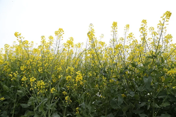 Vackra Blommor Trädgården — Stockfoto