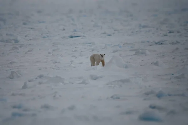 Kutup Ayısı Arctic — Stok fotoğraf