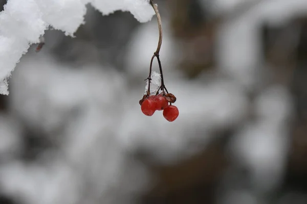 Czerwone Jagody Gałęzi Śniegu — Zdjęcie stockowe