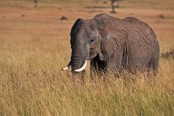 Éléphant Afrique Loxodonta Africana Dans Savane Kenya — Photo