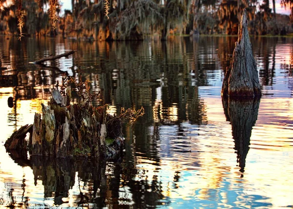 Bellissimo Paesaggio Con Alberi Acqua Nella Foresta — Foto Stock