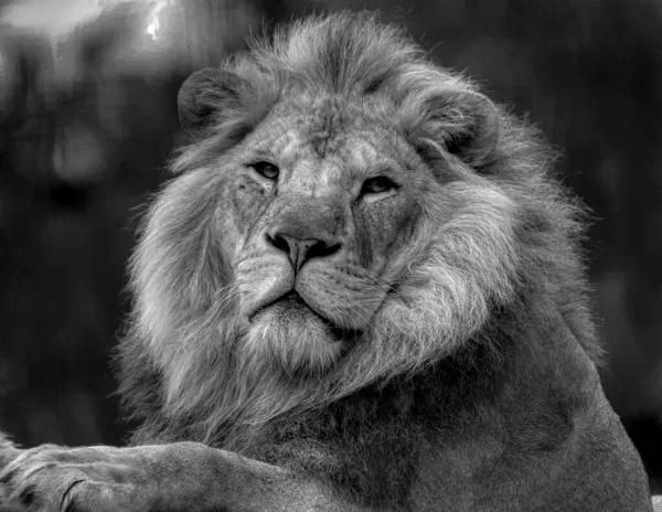 雄狮的肖像 — 图库照片
