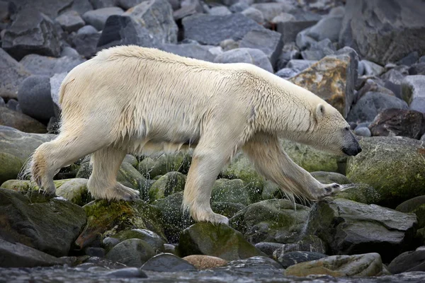 Isbjörn Djurparken — Stockfoto