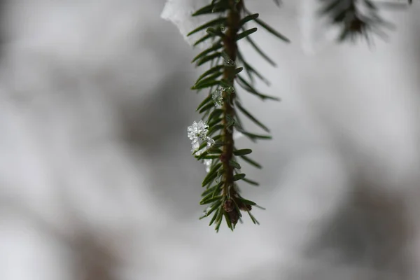 Pinheiro Com Neve — Fotografia de Stock