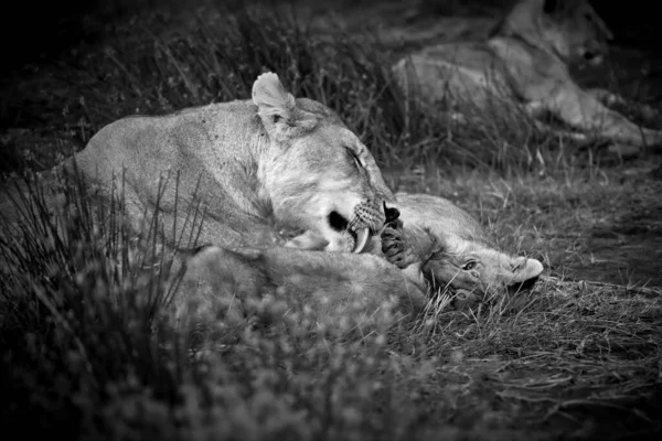 León Blanco Negro Sabana —  Fotos de Stock