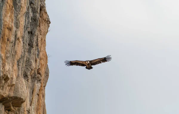 Bellissimo Uccello Nel Cielo — Foto Stock