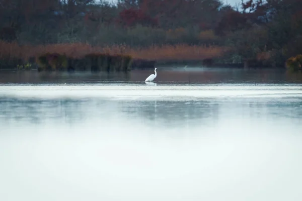 湖の美しい白い白鳥 — ストック写真
