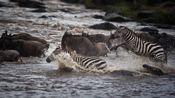 Zebrák Vízben Vadvilág Állatvilág — Stock Fotó