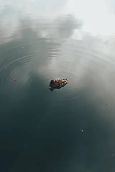 Pato Água — Fotografia de Stock