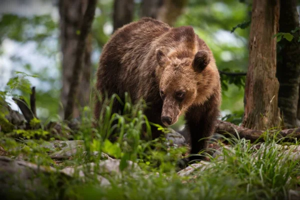 Brown Bear Forest — Stock Photo, Image