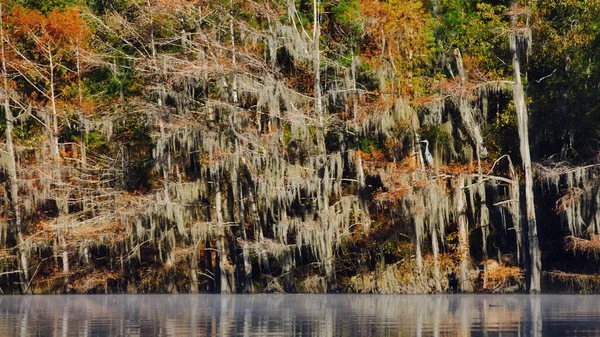 Beautiful Crane Trees Water Forest — Stock Photo, Image