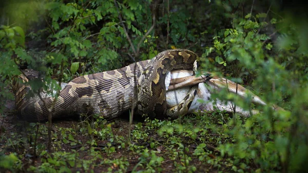 Närbild Skott Grön Orm Gräset — Stockfoto