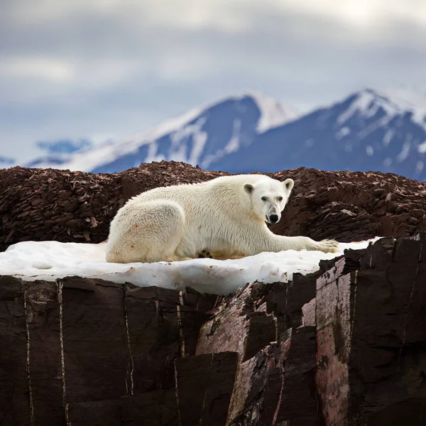 Isbjörn Snön — Stockfoto