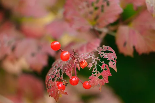 Herfstbladeren Flora Gebladerte — Stockfoto