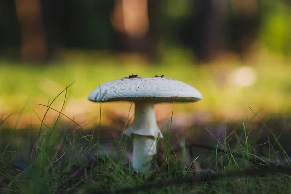 Detailní Záběr Houby Lese — Stock fotografie