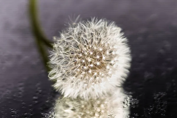 Dandelion Seed Black Background — Stock Photo, Image