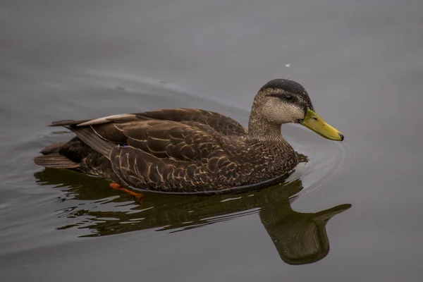 Canard Nageant Dans Eau — Photo