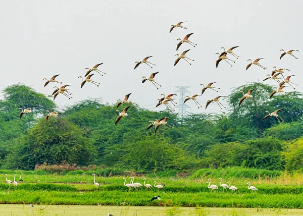 Aterrizaje Flamencos Lago Con Las Piernas Abajo — Foto de Stock