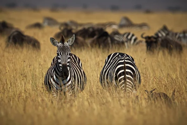 Zebra Der Savanne Afrikas — Stockfoto