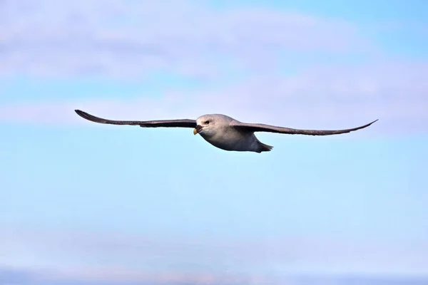 Mås Som Flyger Skyn — Stockfoto